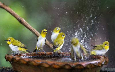 Bird Bath Essentials: How to Keep Your Bird’s Feathers in Top Condition