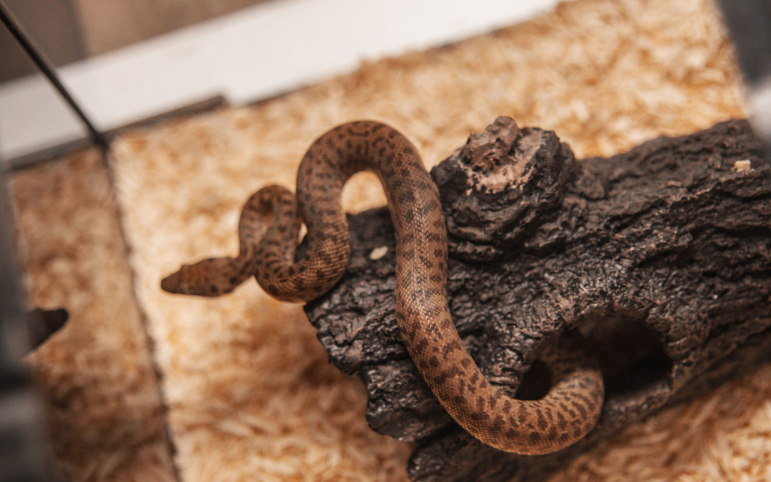 Customizing Your Reptile’s Habitat: DIY Decoration Ideas