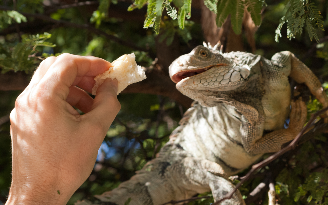 Feeding Your Reptile: Best Practices and Essential Supplies